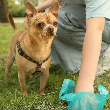 hand using poop bag to pick up dog's waste